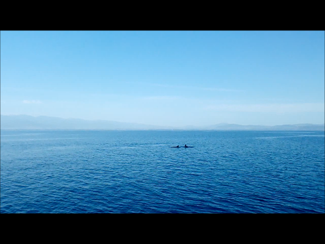 [VIDEO] Delfini na jedrenju
